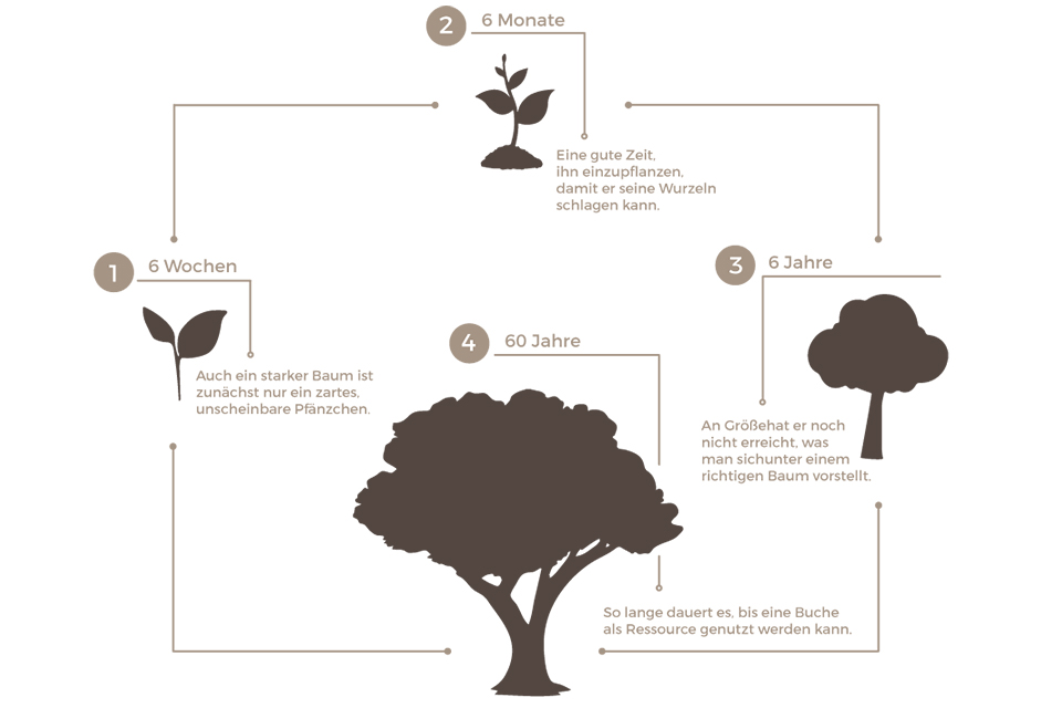 Darstellung Wachstum Baum von der Pflanzung bis zur Nutzung