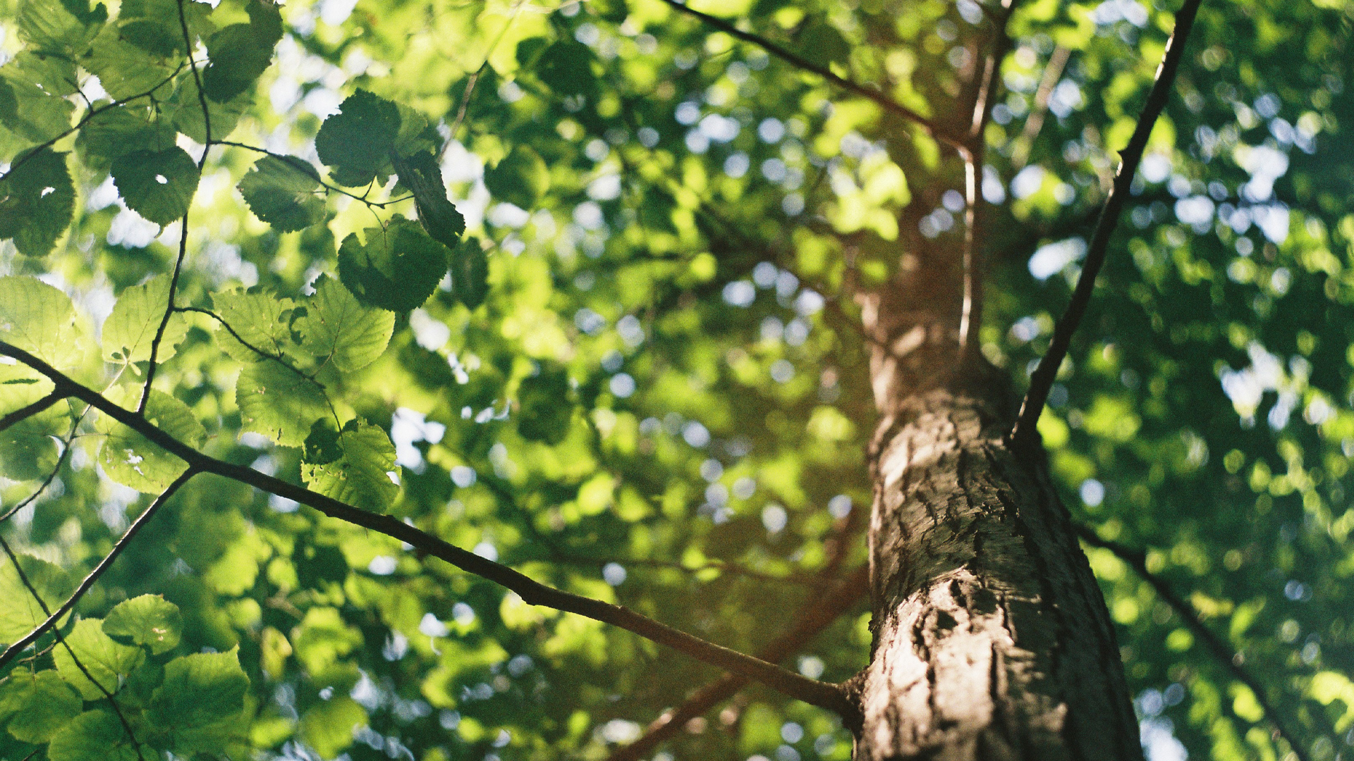 Sonne scheint durch eine Baumkrone