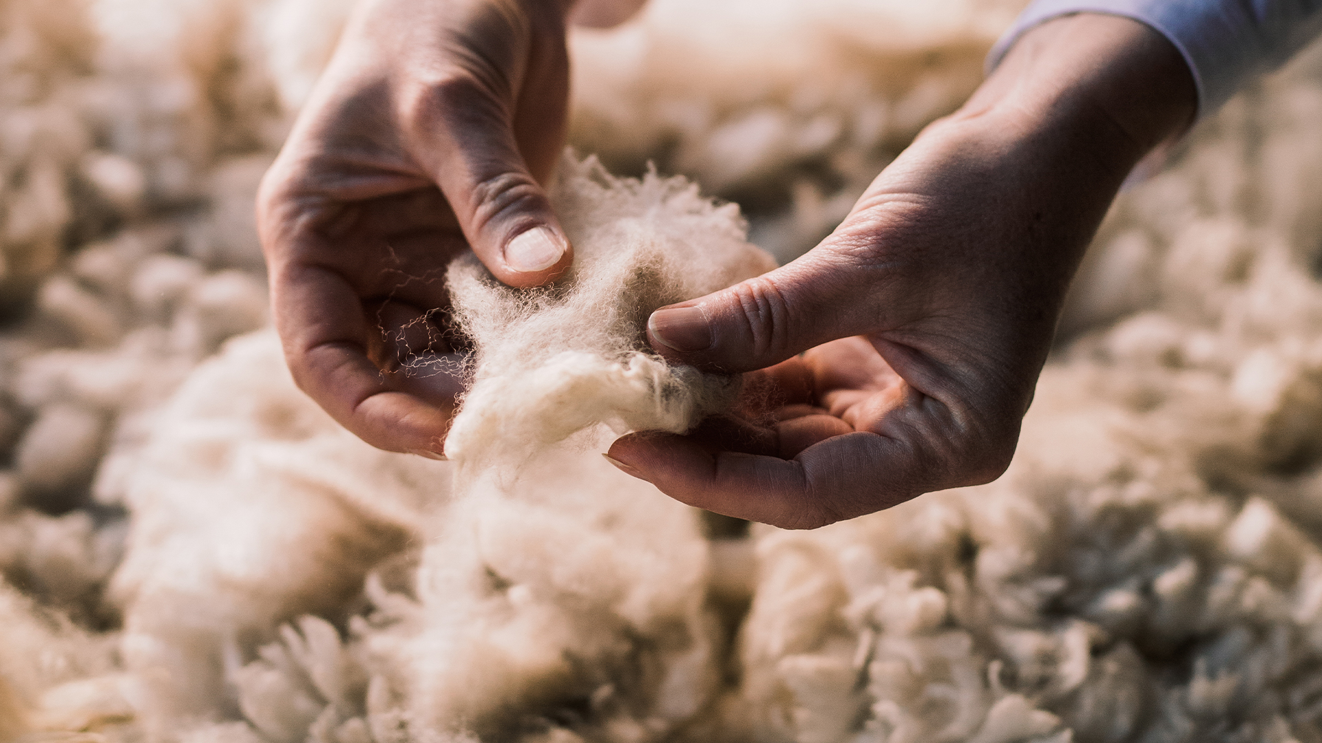 Hände ziehen Alpakawolle auseinander