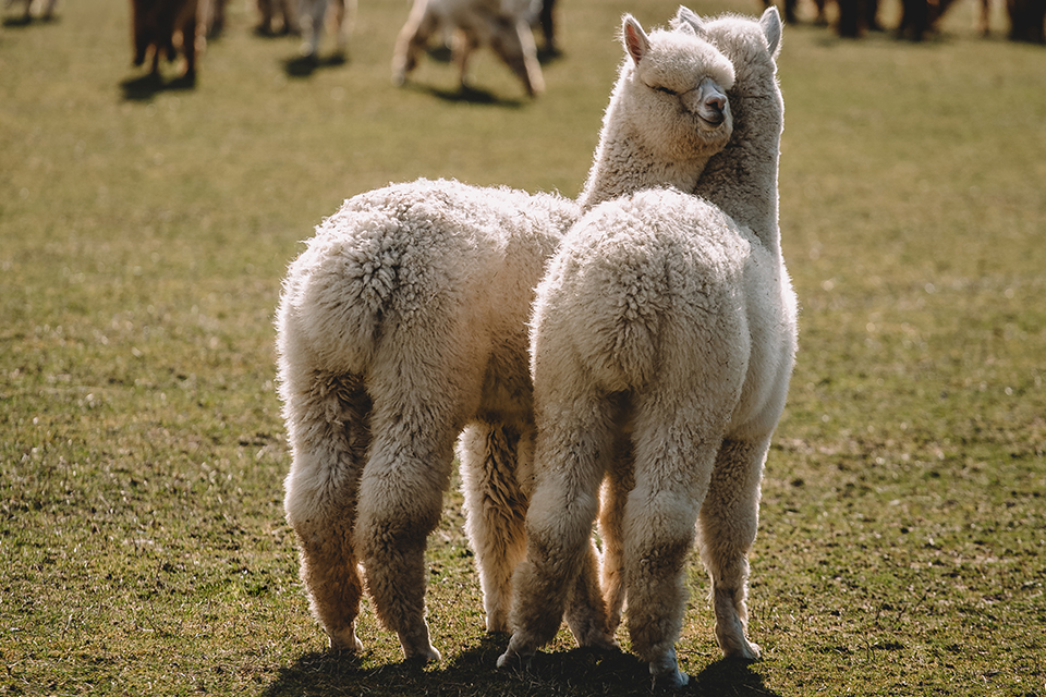 Zwei Alpakas auf einer Weide