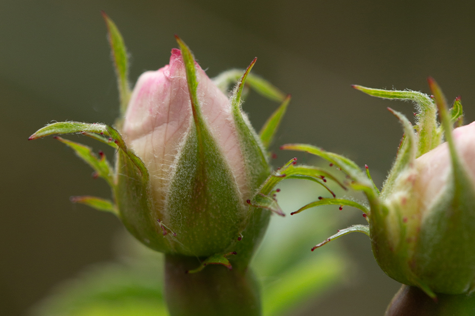 Nahaufnahme von Rosenknospen mit grünen Blättern