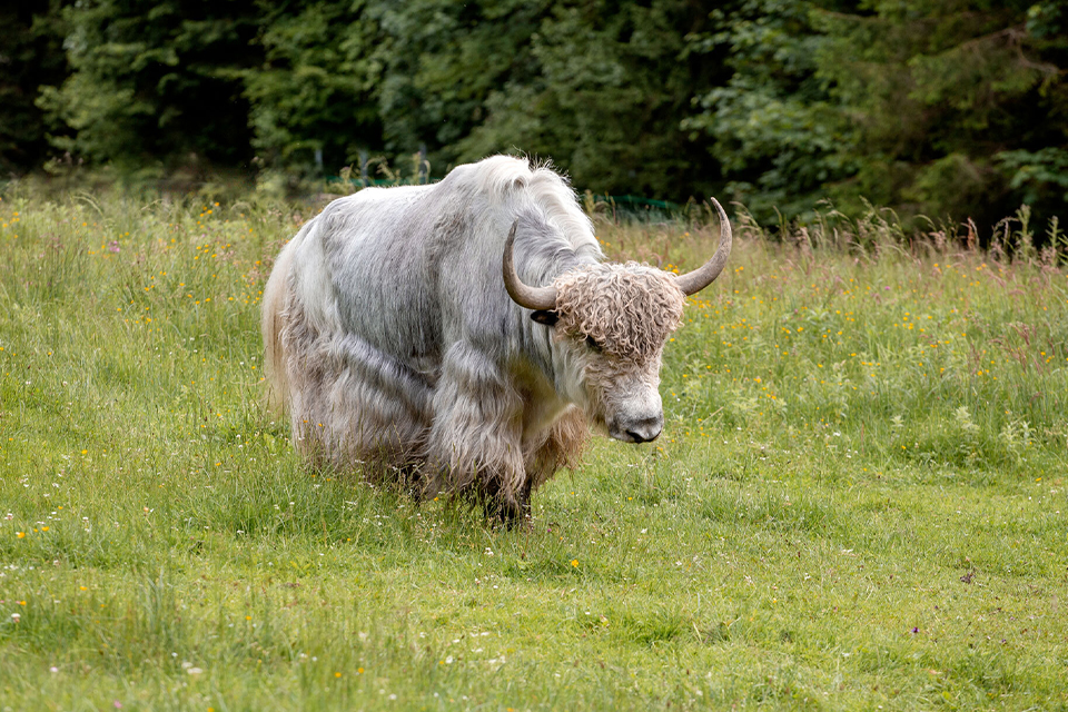Ein helles Yak steht alleine auf einer Wiese