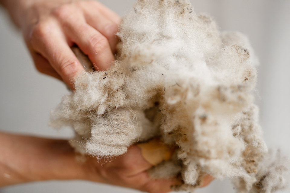 Hände halten Schurwolle