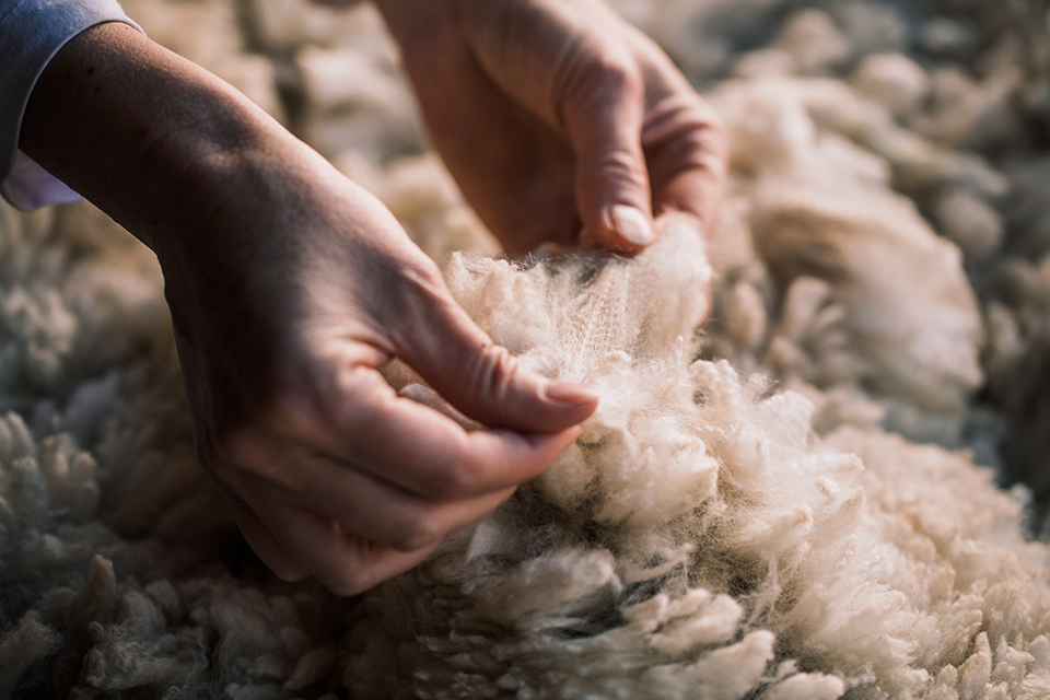 Hände ziehen Alpakawolle auseinander