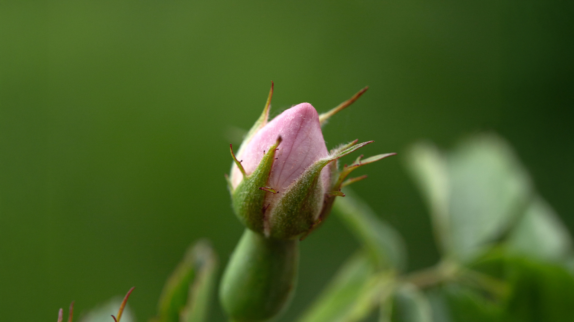 Nahaufnahme einer Pflanze mit rosafarbener Knospe