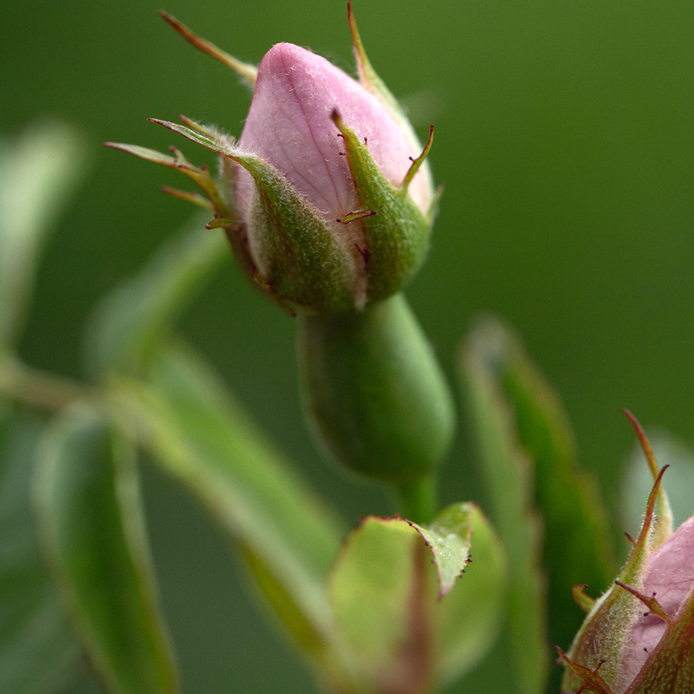 Rosa Wildrosenknospe kurz vor dem Aufblühen