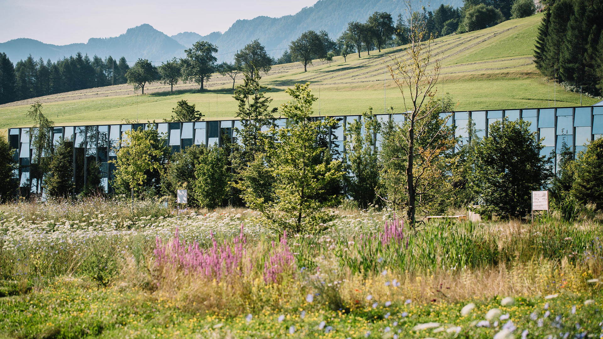Grüne Erde Welt von außem versteckt hinter Bäumen