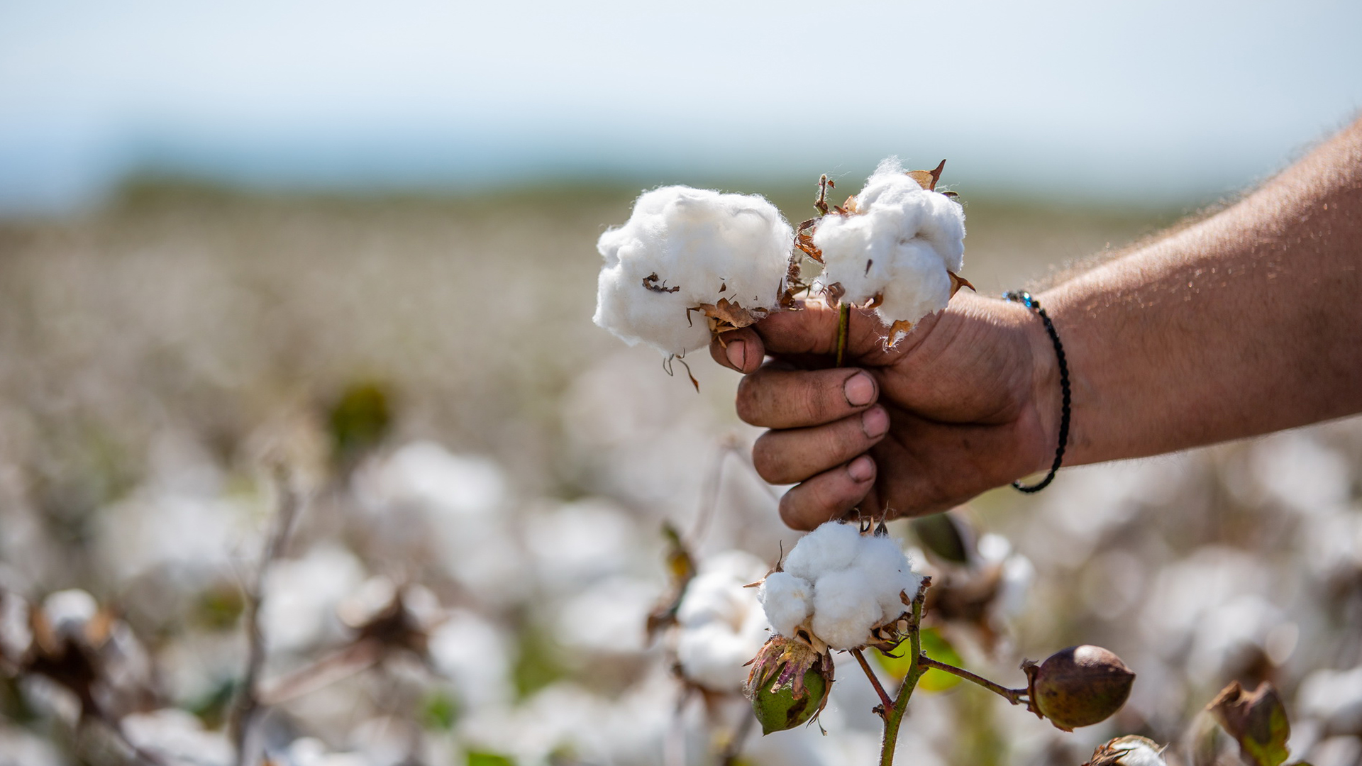 Baumwollzweige werden aus dem Feld gepflückt