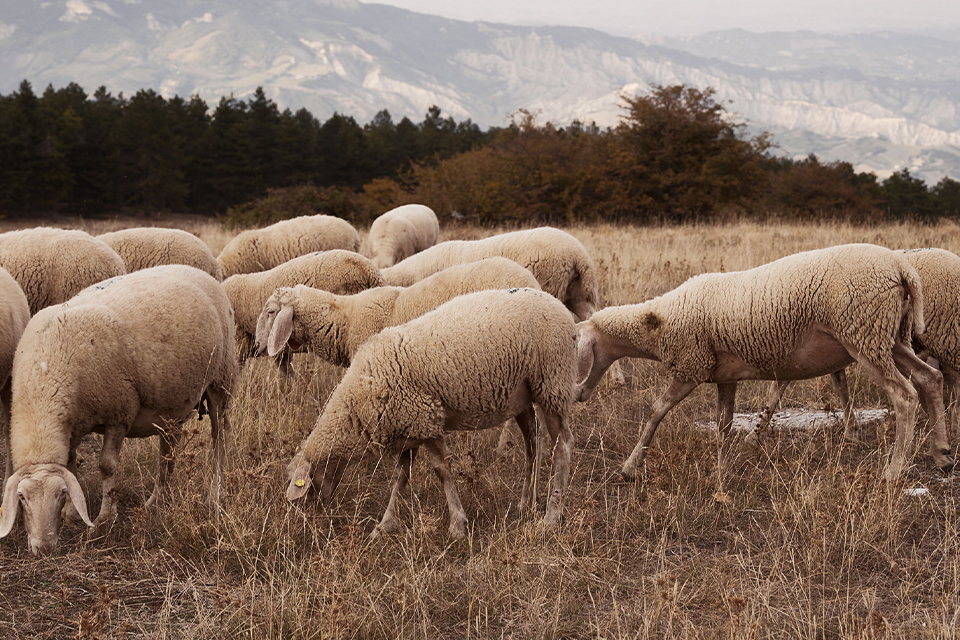 Schafherde auf einer Weide