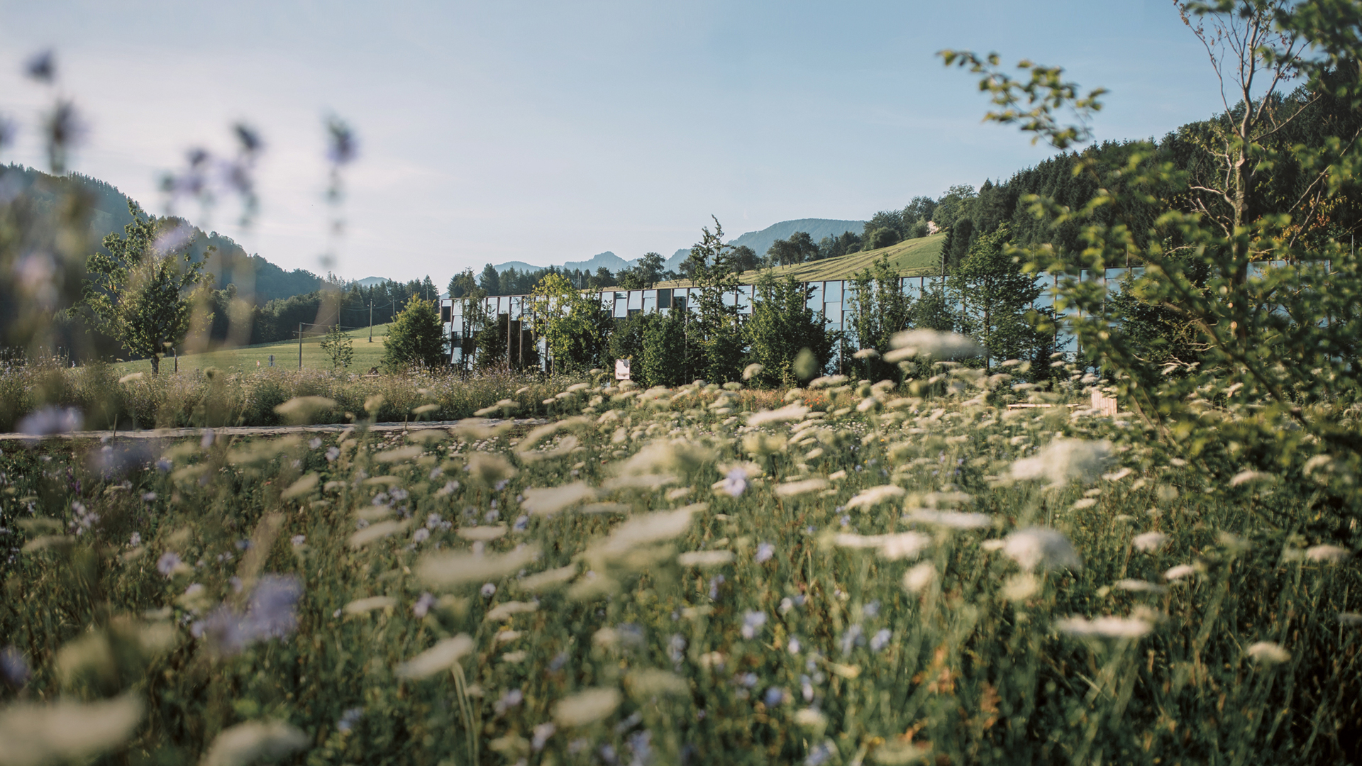Naturlandschaft mit Wiese und Blick auf sanfte Hügel