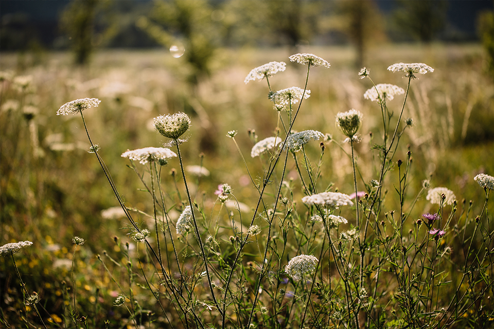 Natürliche Blumenwiese im Almtal