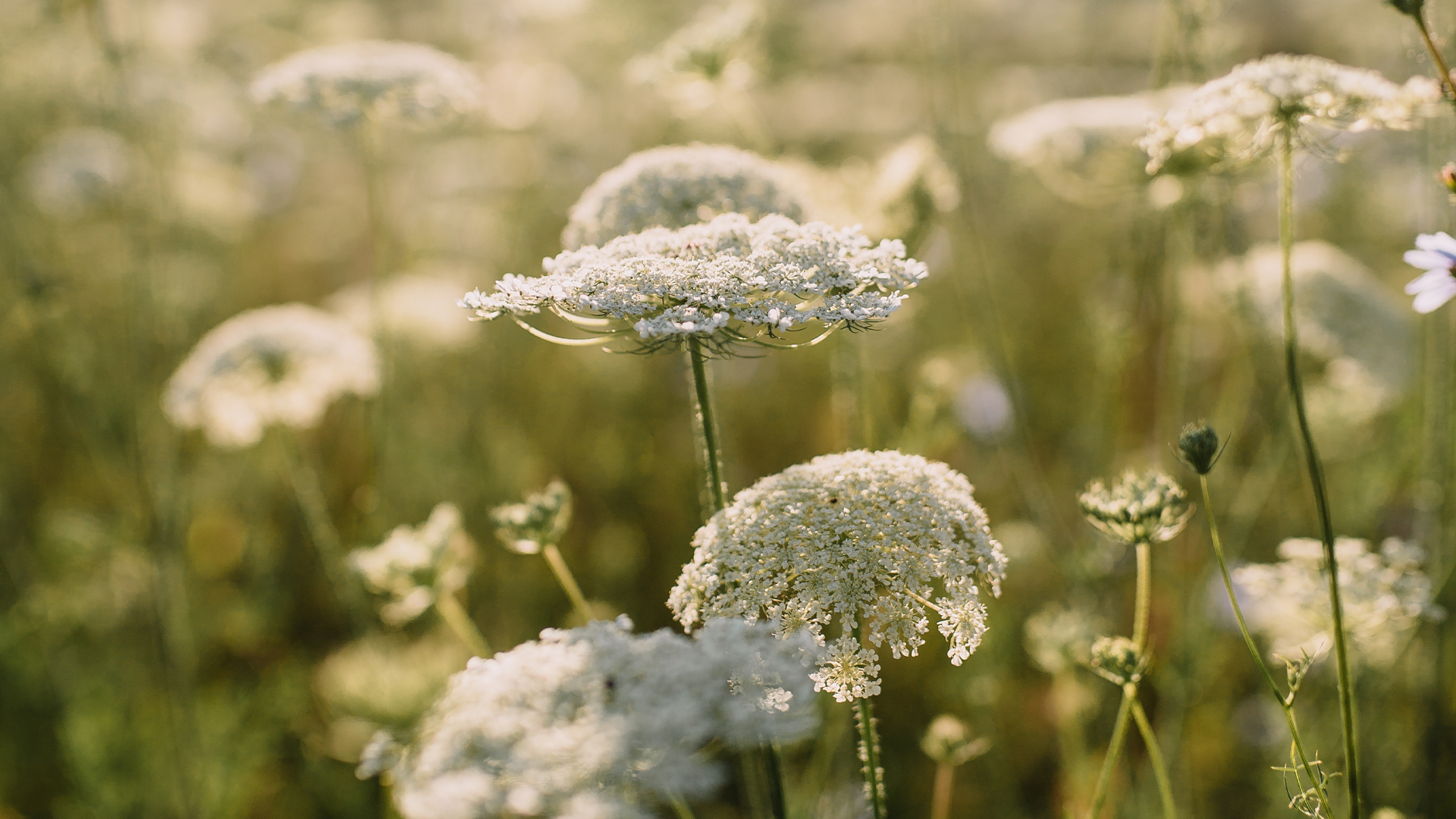 Blumen mit weißen Blüten auf einer Wiese