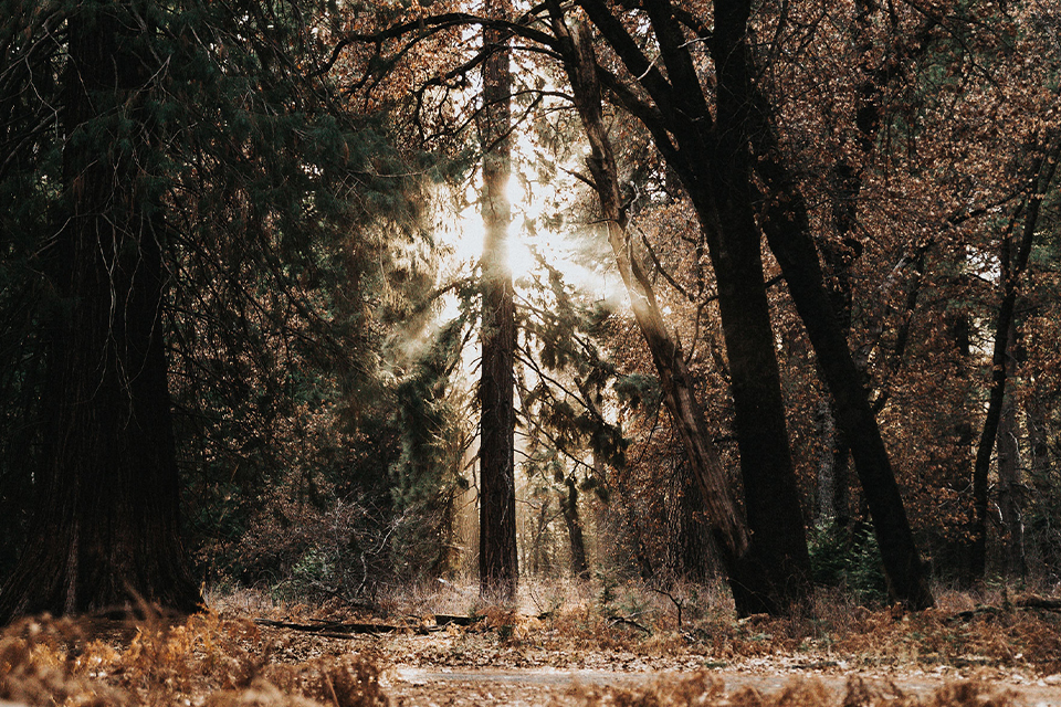 Sonnenstrahlen leuchten durch einen herbstlichen Wald