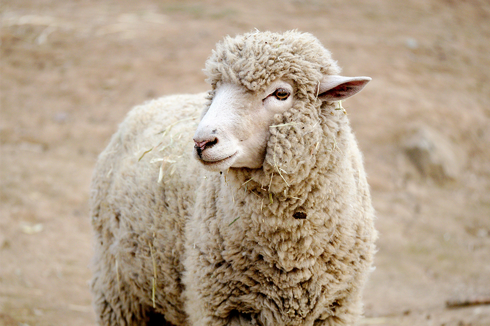 Ein Schaf steht auf einem Berg und blickt in die Ferne