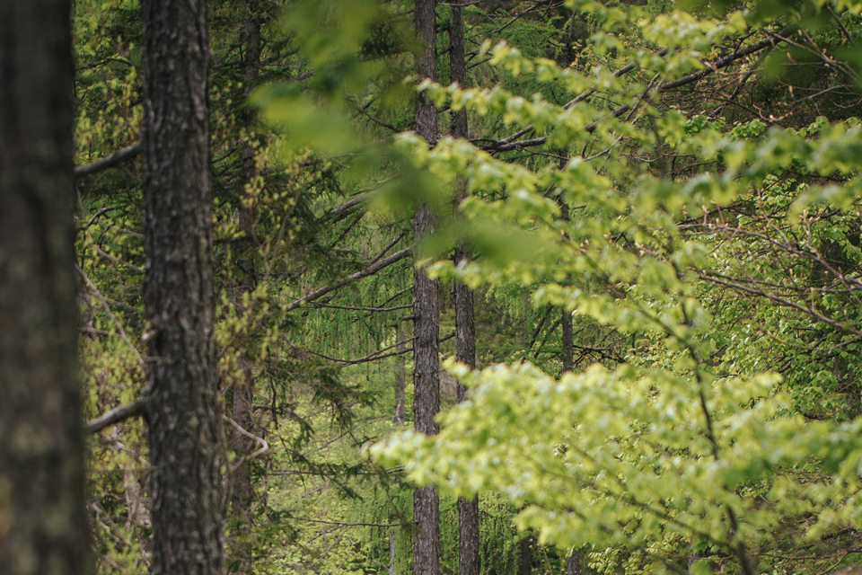 Detailaufnahme im Wald