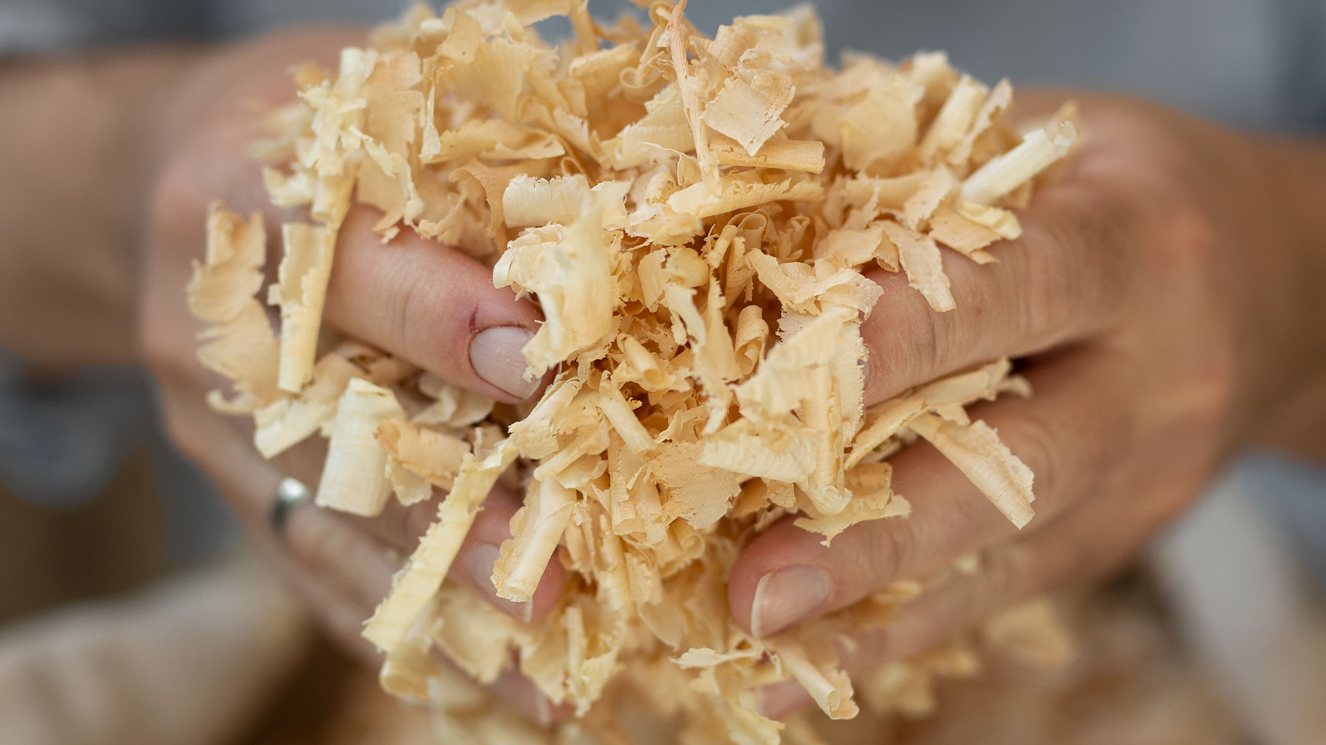 eine Person hält Zirbenspäne in beiden Händen