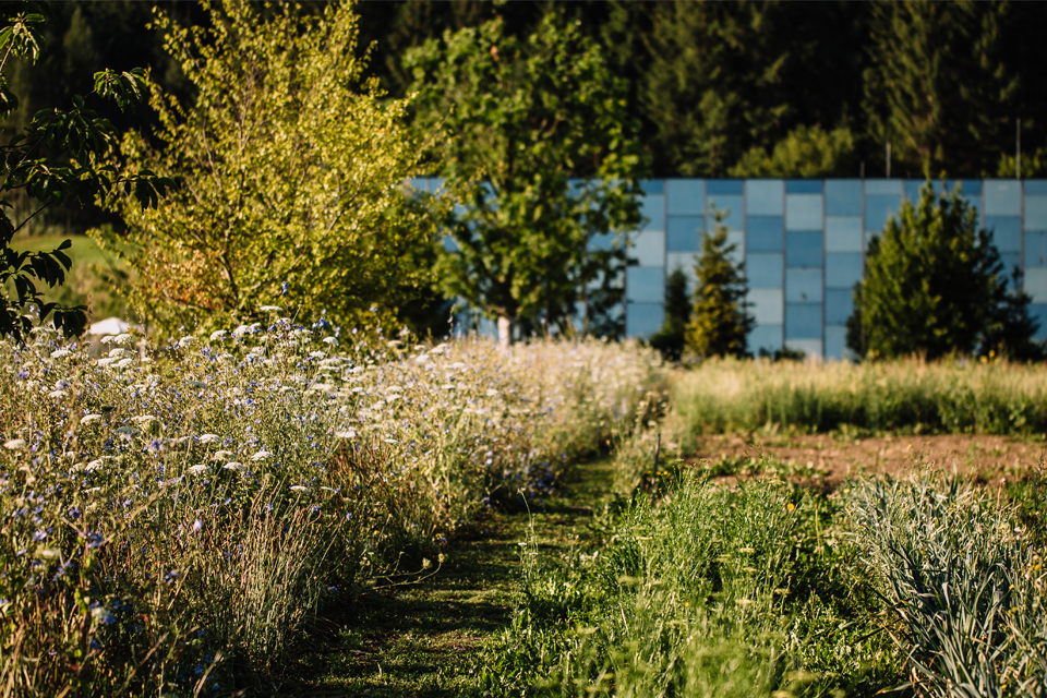 Naturnahe Gartenlandschaft mit Blumen Wiesen und modernem Gebäude im Hintergrund