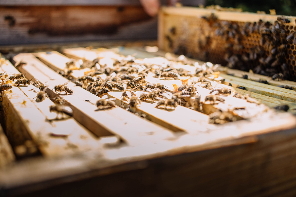 Bienen auf Wabenrahmen in einem Bienenstock in Nahaufnahme