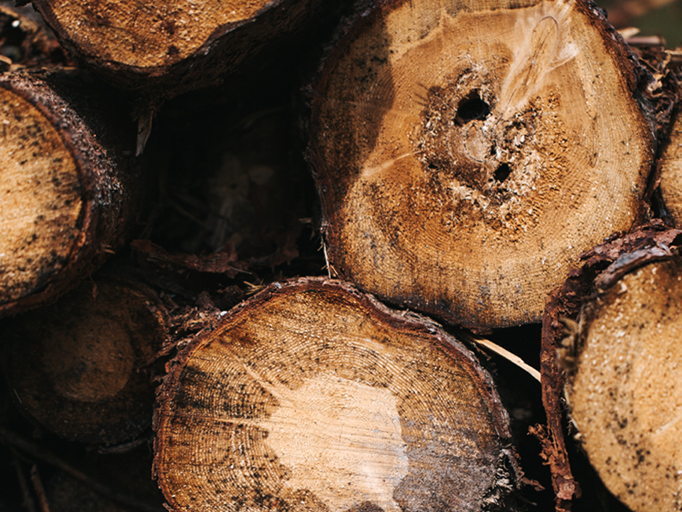 Detailansicht Baumstämme gestapelt