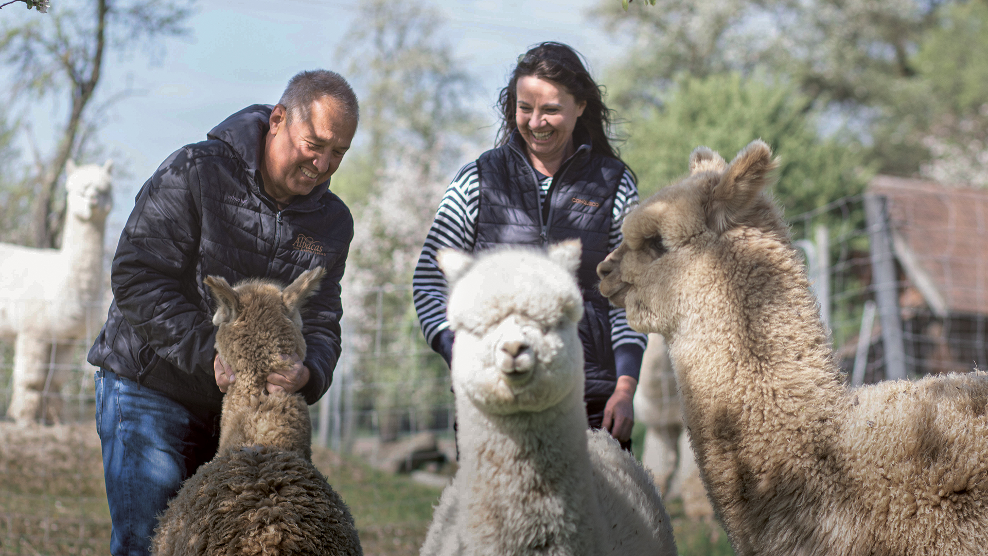 Mann und Frau spielen mit Alpakas auf Wiese