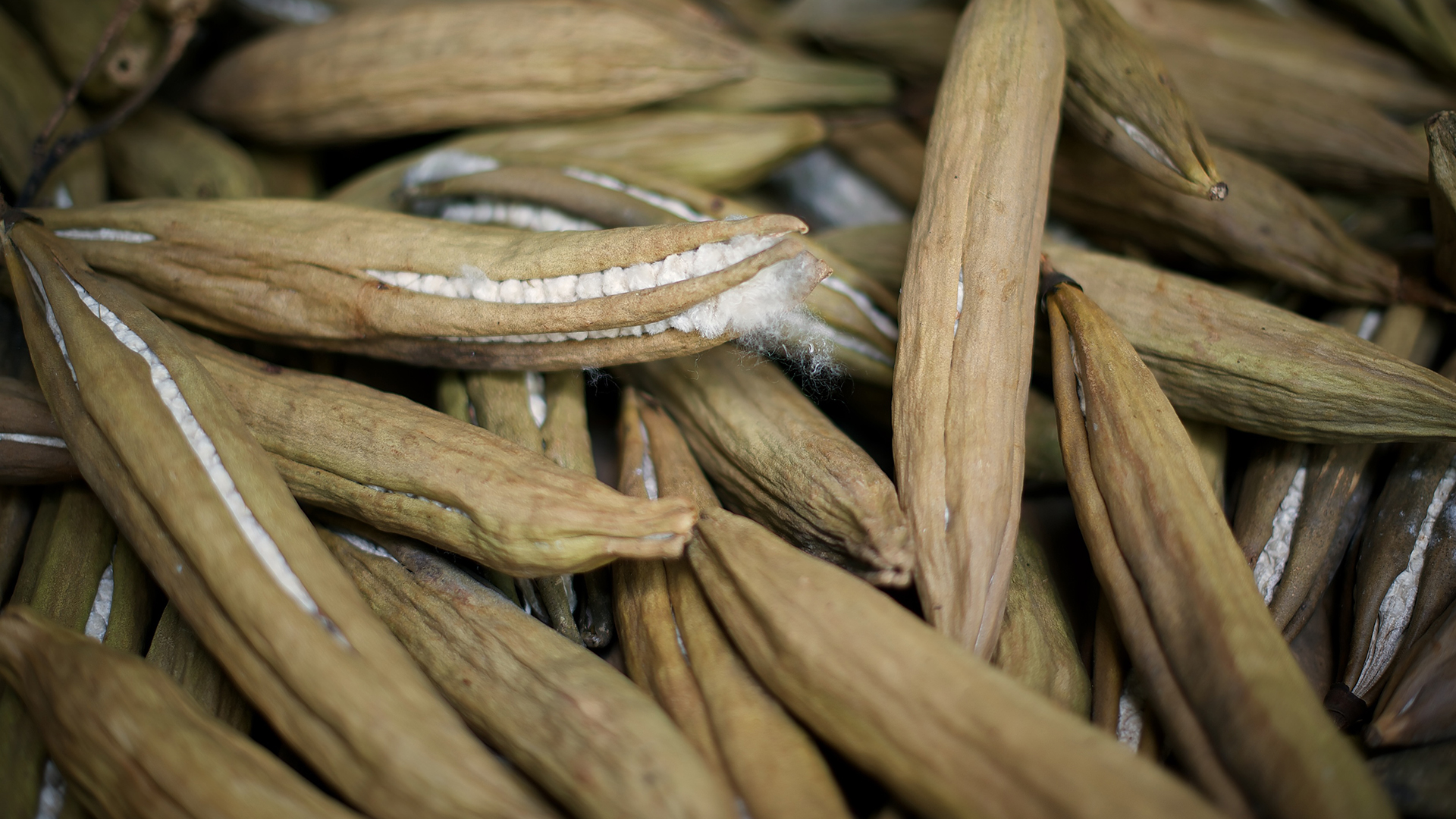 Kapokschoten mit Kapokfasern im Inneren