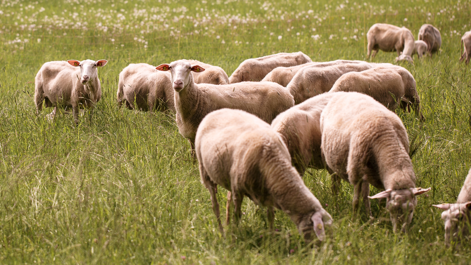 Schafe in einer Herde grasen auf einer Wiese