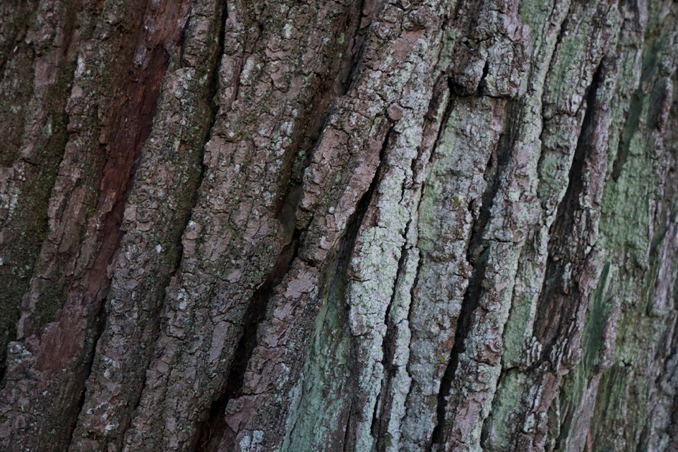 Detailansicht Rinde vom Baum