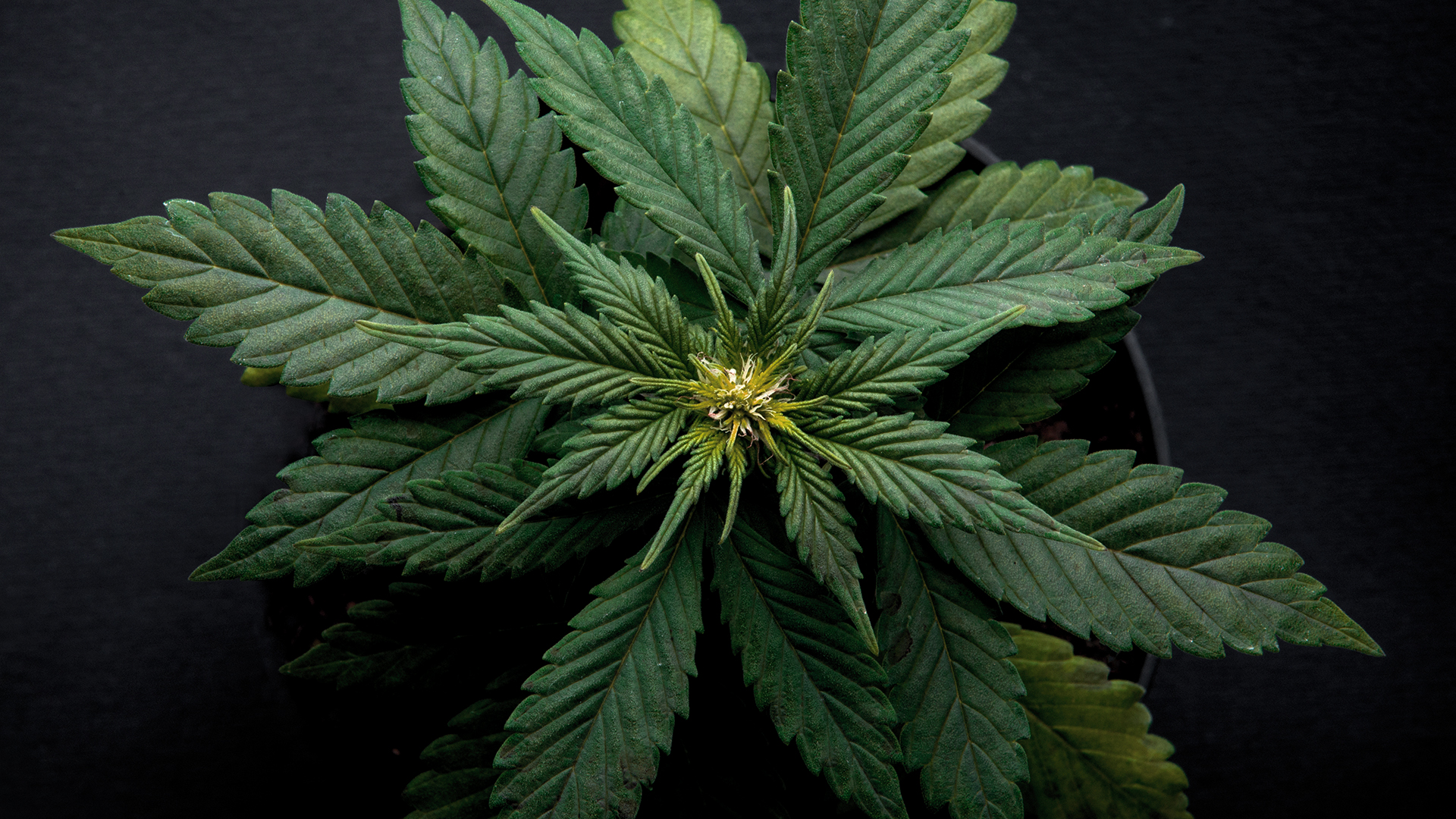 eine Hanfpflanze von oben