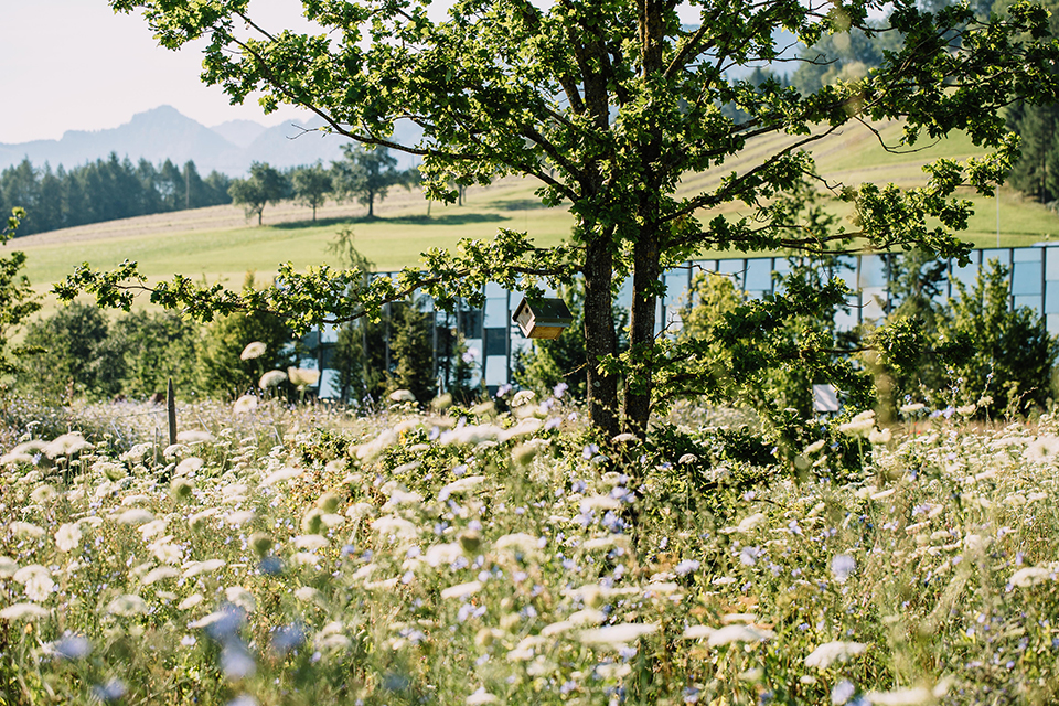 Grüne Wiese mit Blumen Baum und Glasgebäude im Hintergrund