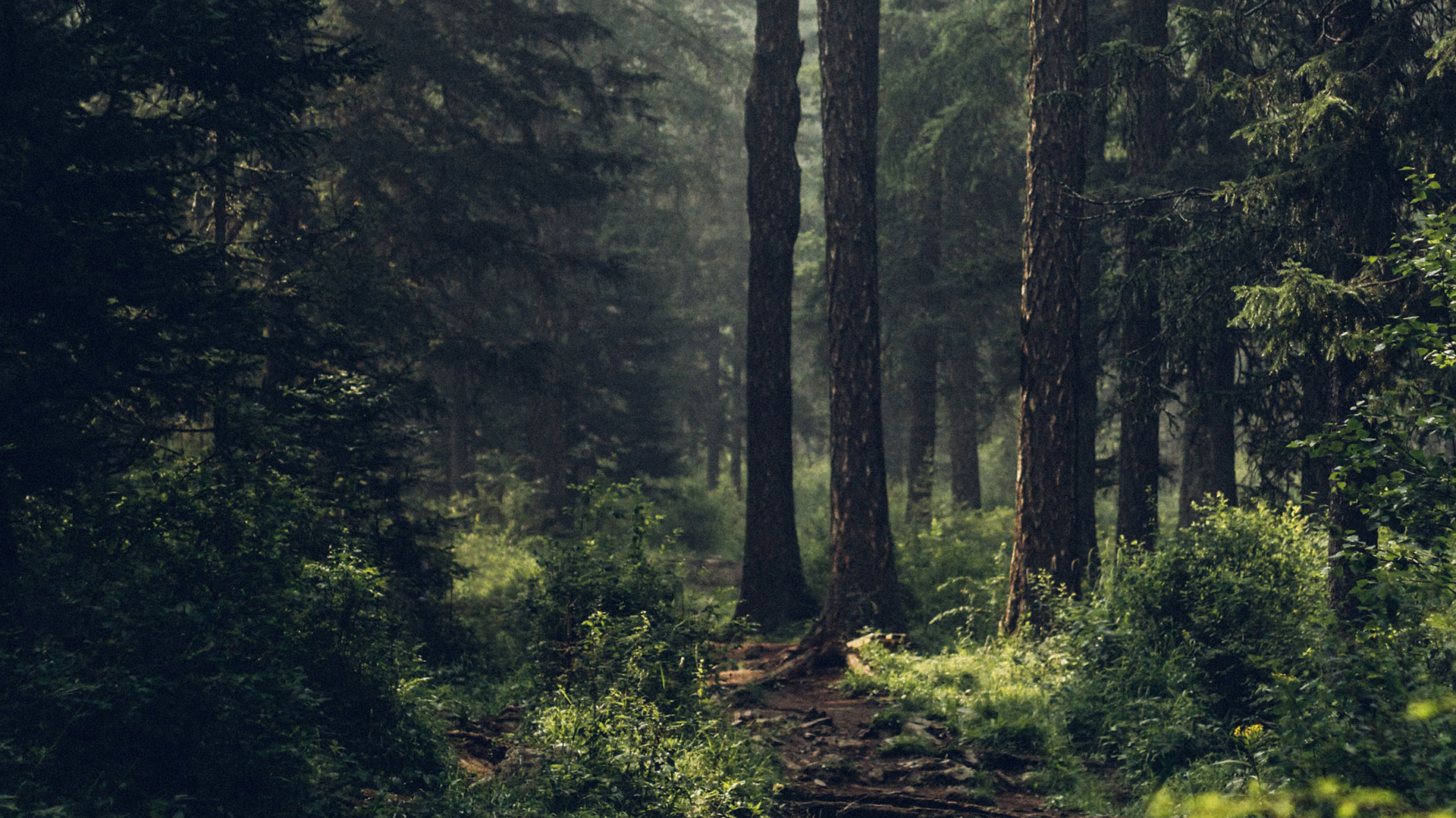 Weg durch einen dunklen grünen Wald