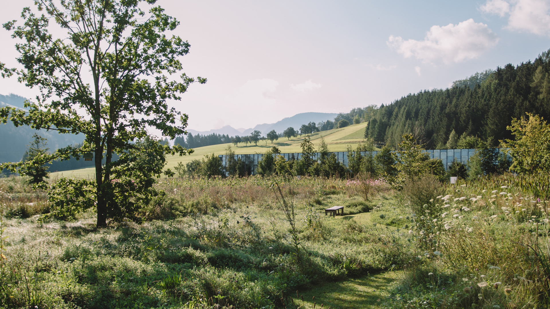 Naturlandschaft mit Bäumen und Hügeln